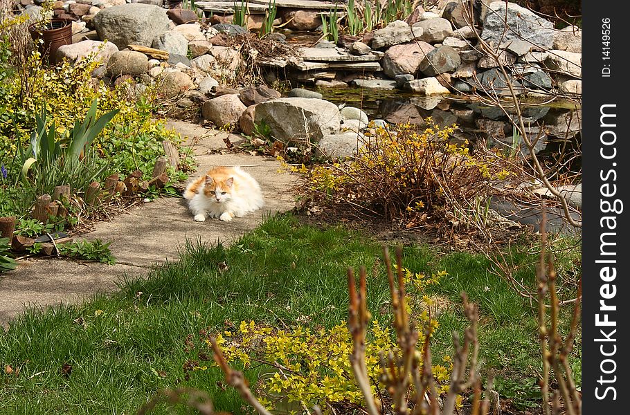 A cat lounging in the sun, in a garden with a pond. A cat lounging in the sun, in a garden with a pond.