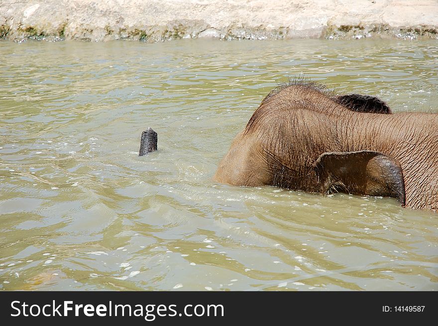 Close up of elephant swimming at the pond