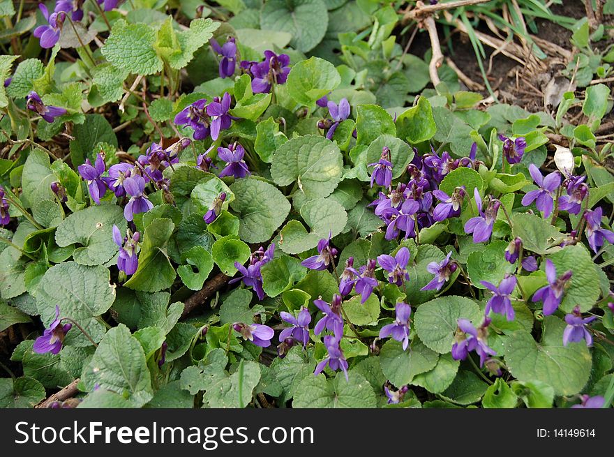 Spring violets in the forest, flowers. Spring violets in the forest, flowers