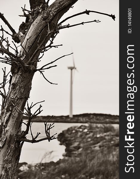 A dying tree with a wind turbine in the background.