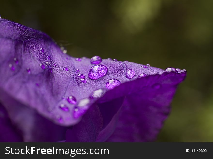 Iris sibirica macro after rain