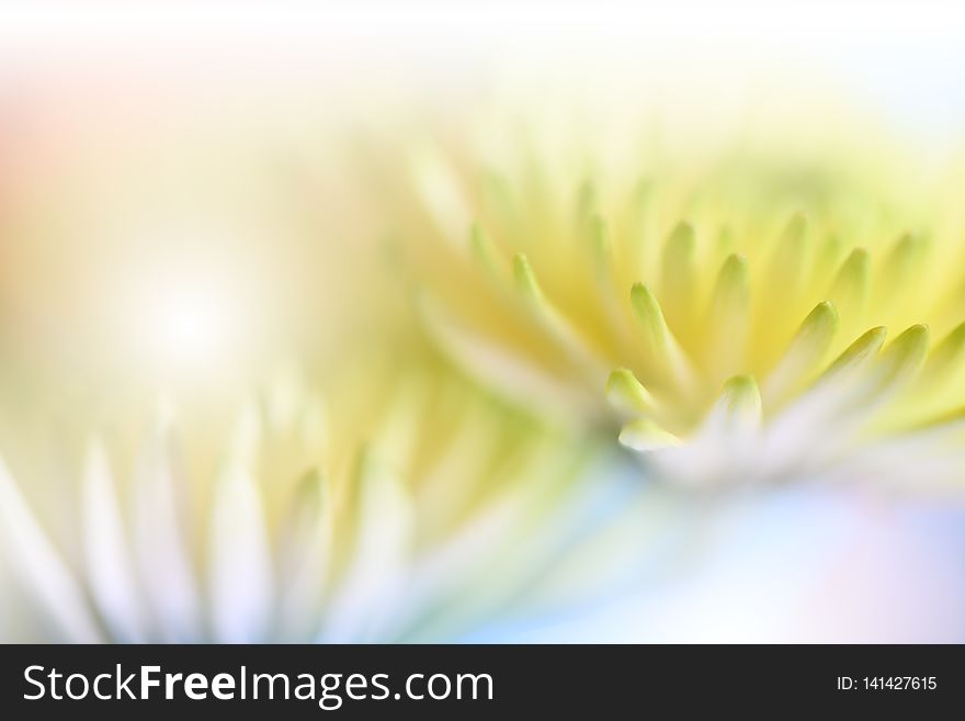 Beautiful Nature Background.Floral Fantasy Design.Artistic Abstract Flowers.Art Photography.Spring,summer,creative.Macro,light.