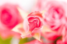 Closeup Of Pink Fuchsia Roses Soft Blur Bokeh Texture In Pastel Colors For A Background. Stock Image