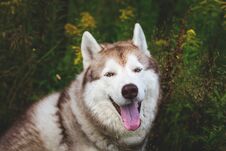 Beautiful Beige And White Dog Breed Siberian Husky Sitting In The Green Grass And Wild Flowers Stock Photo