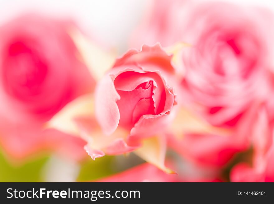 Closeup Of Pink Fuchsia Roses Soft Blur Bokeh Texture In Pastel Colors For A Background.