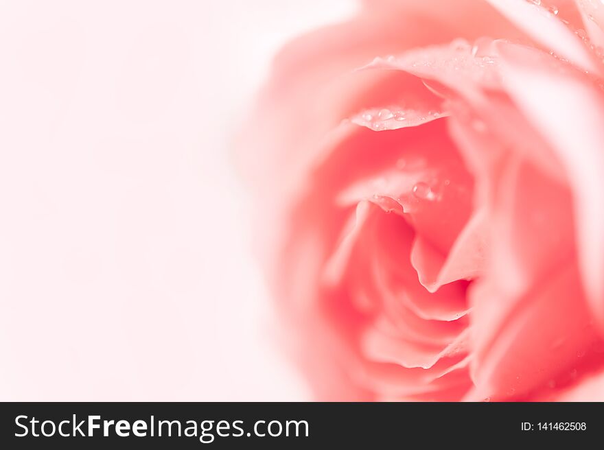 Closeup of pink fuchsia roses soft blur bokeh texture in pastel colors for a background. Copy space.