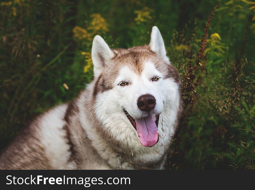 Beautiful beige and white dog breed siberian husky sitting in the green grass and wild flowers