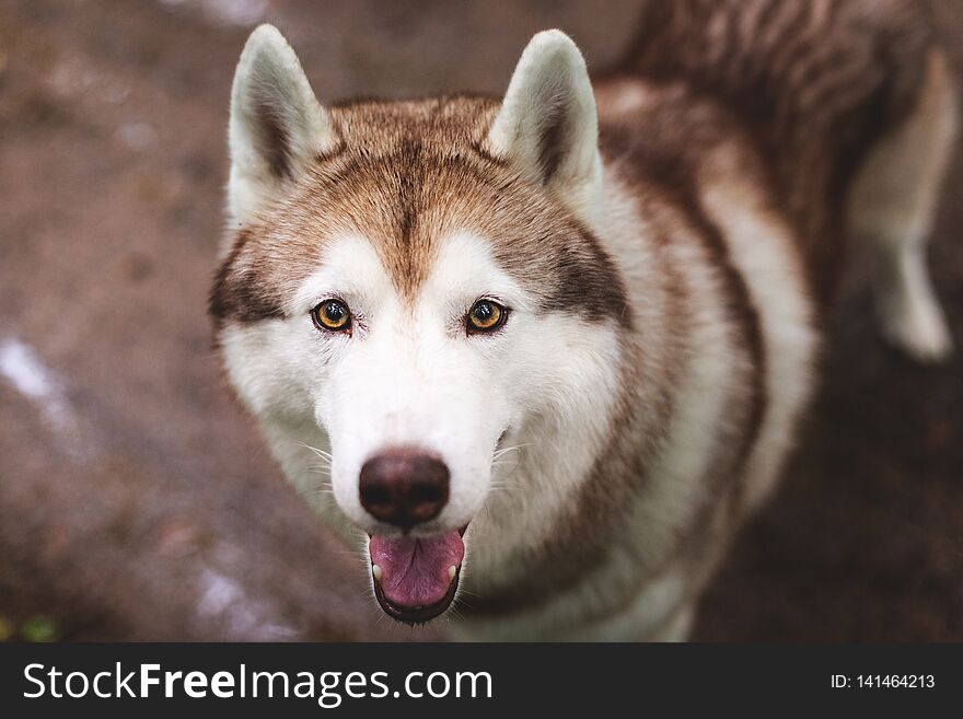 Cute beige and white dog breed siberian husky standing in the forest on the ground