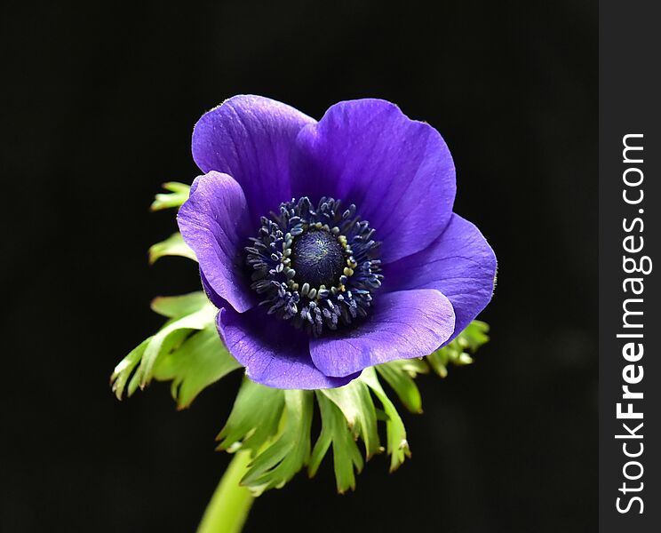 Purple Anemone flower on black background. Purple Anemone flower on black background