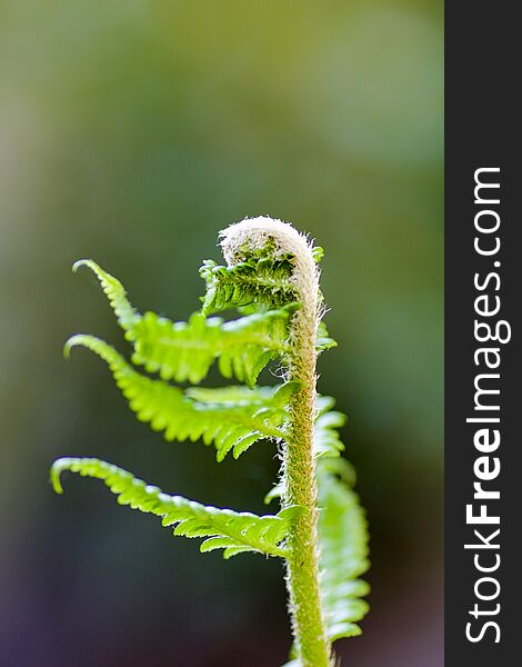 Soft focus on a small sprout of fern in spring in nature,defocused background