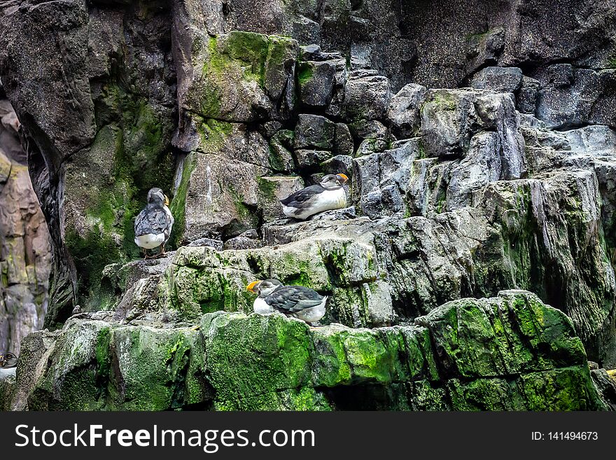 Puffin standing on a cliff, atlantic puffin