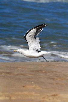 Seagull Taking Off Stock Photography Seagull Taking Off Stock Photography