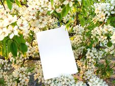 Card Against Flowers Of A Wild Pear Royalty Free Stock Photos Card Against Flowers Of A Wild Pear Royalty Free Stock Photos