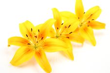 Yellow Lilies Stock Photos Yellow Lilies Stock Photos
