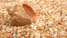 Cockleshell On Sea Sand Royalty Free Stock Images