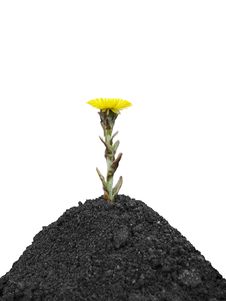Black Soil And Yellow Spring Flower Stock Photography Black Soil And Yellow Spring Flower Stock Photography