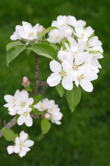 Apple Blossoms Stock Image