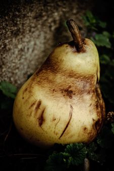 Rotten Pear Royalty Free Stock Photos Rotten Pear Royalty Free Stock Photos