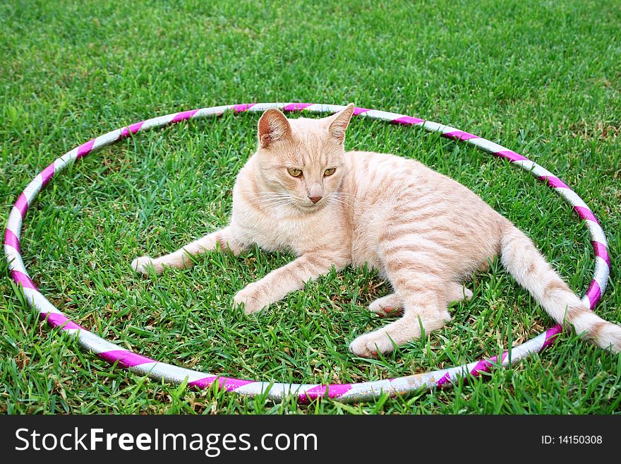 Tawny cat on green grass in hoola hoop.