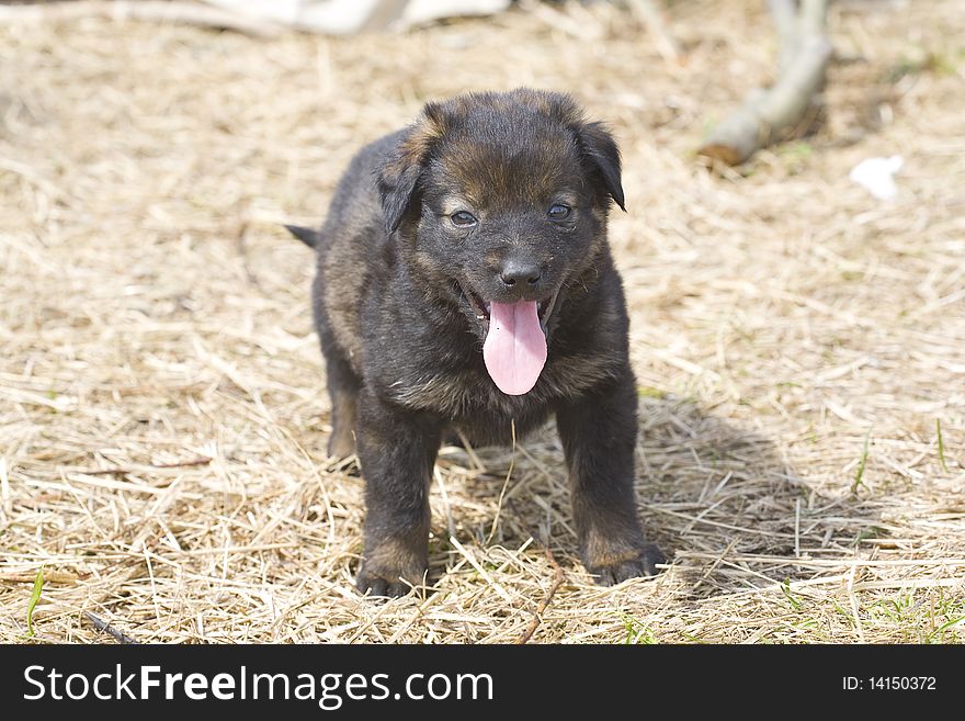 Small homeless puppy looking at you