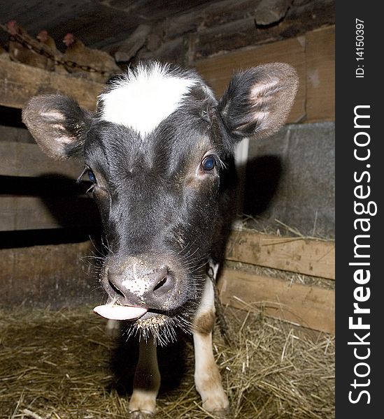 Yong cow standing in barn