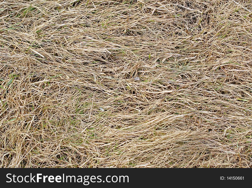 Dry grass in spring after the snow is melted. Dry grass in spring after the snow is melted
