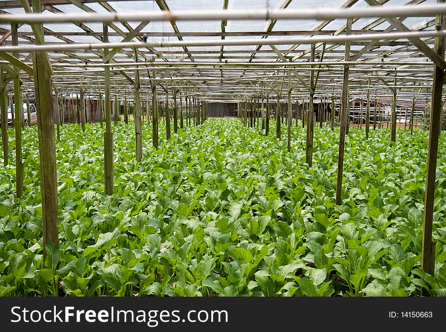 A vegetable farm growing mustard greens. Selective focus. A vegetable farm growing mustard greens. Selective focus.