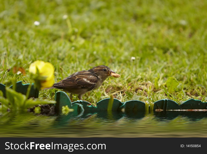 Sparrow In The Watertight River