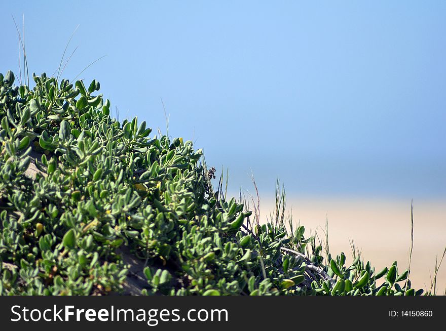 Green aloe bushes on the beach