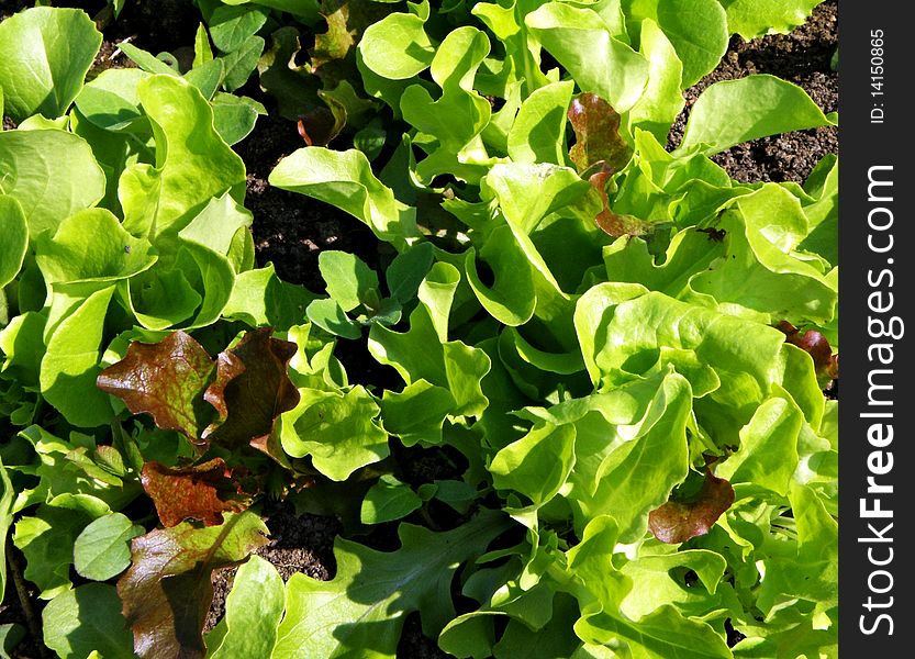 Color lettuce leaves close-up . Color lettuce leaves close-up .