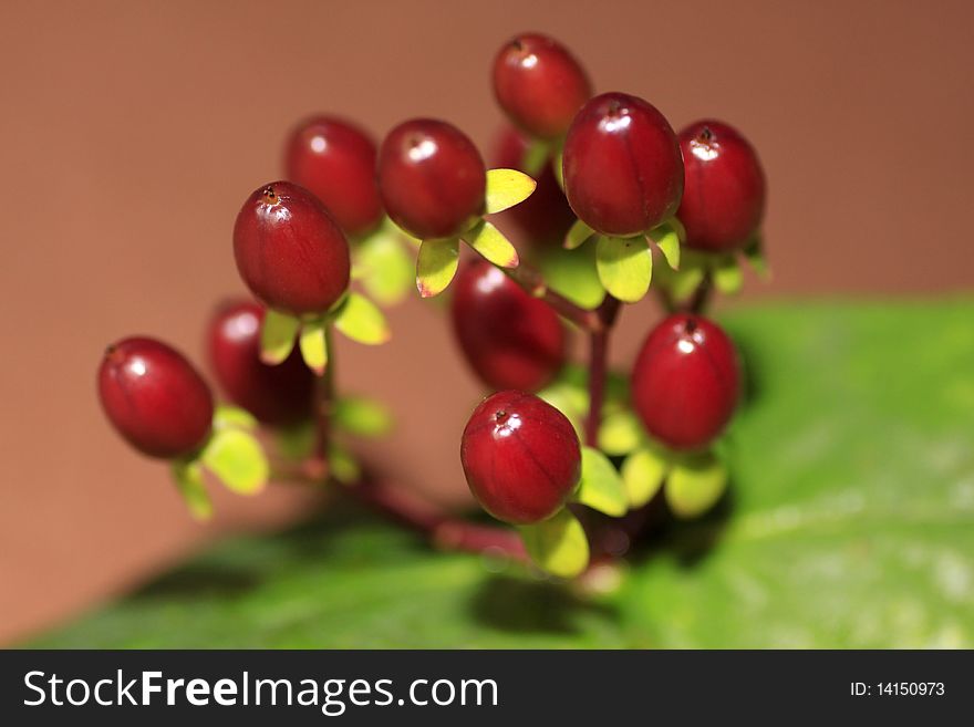 Close up of the red berries