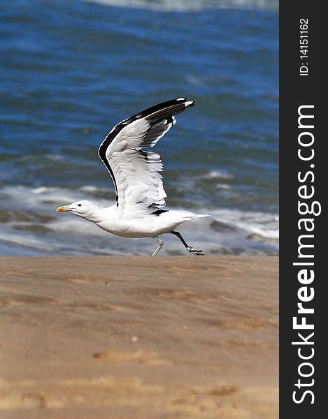 Seagull taking off with wings in the air