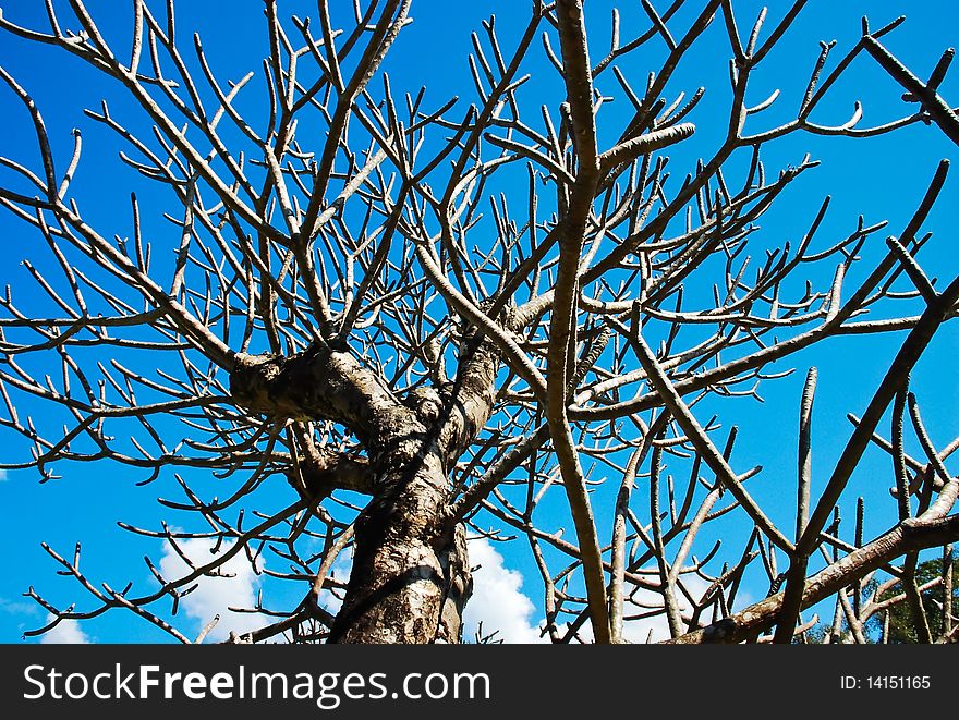 Tree dry photograph in the fall in date bright. Tree dry photograph in the fall in date bright