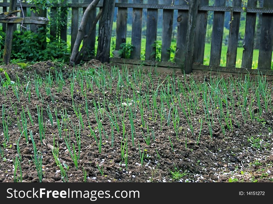 Fresh onion plants standing in the ground. Fresh onion plants standing in the ground