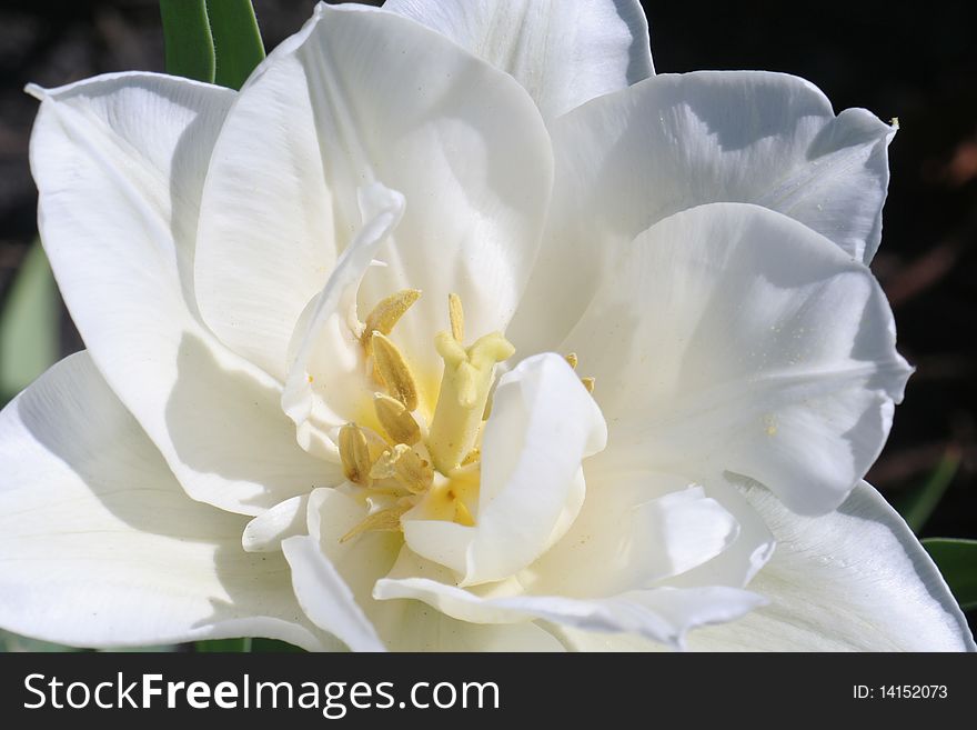 Closeup white flower, tulip petals and stamens macro. Closeup white flower, tulip petals and stamens macro