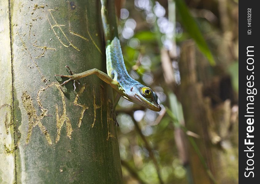 Green Lizard Alert On Tree