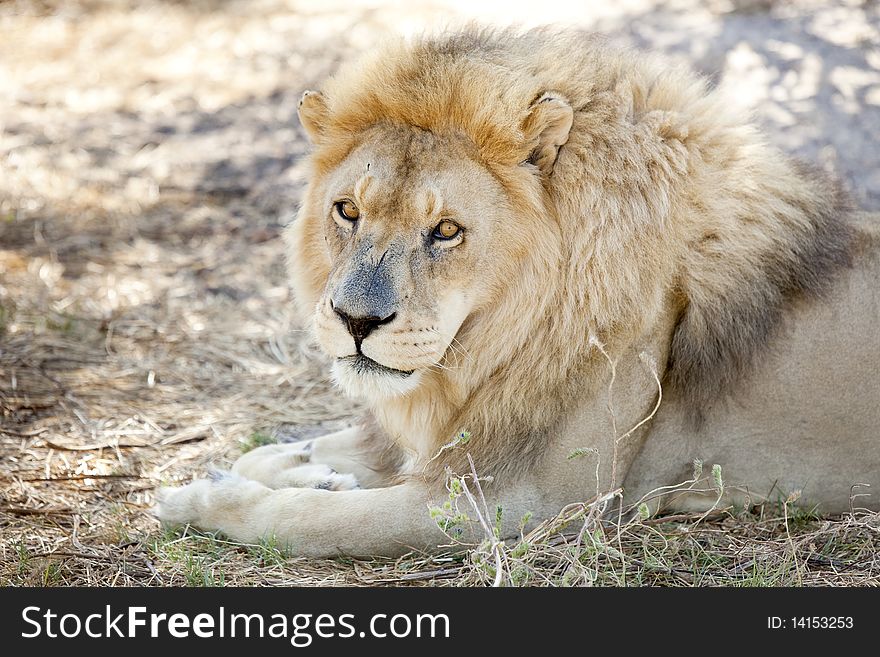 Alert lion watches from the shade - landscape exterior