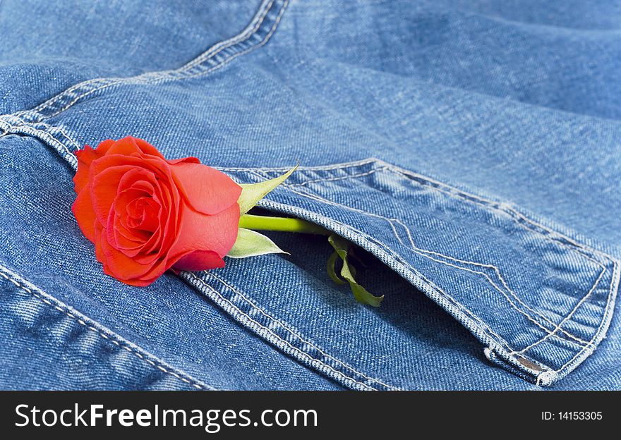 Red rose looks out of pocket jeans dark blue colour. Red rose looks out of pocket jeans dark blue colour