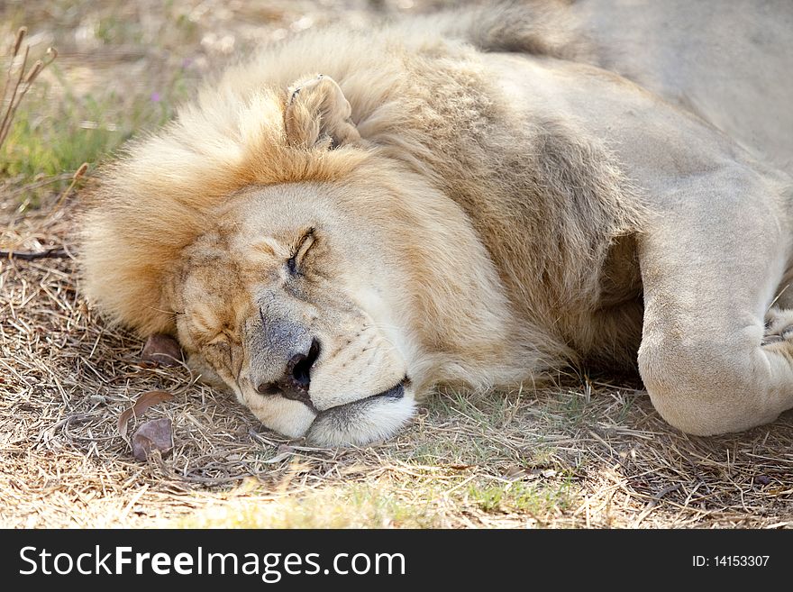 Tired lion dozes in the cool shade - landscape exterior