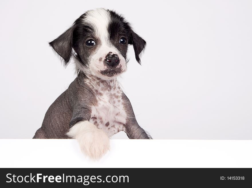 Cute puppy of chinese crested dog in front of a white background with space for text.