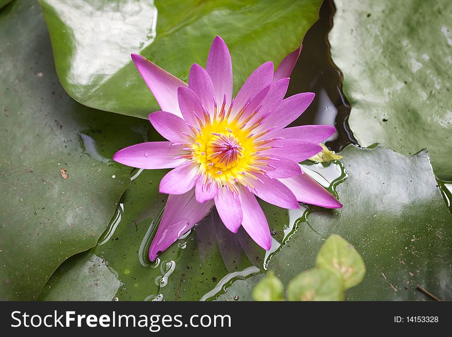 Water lily blooms in pond - landscape exterior