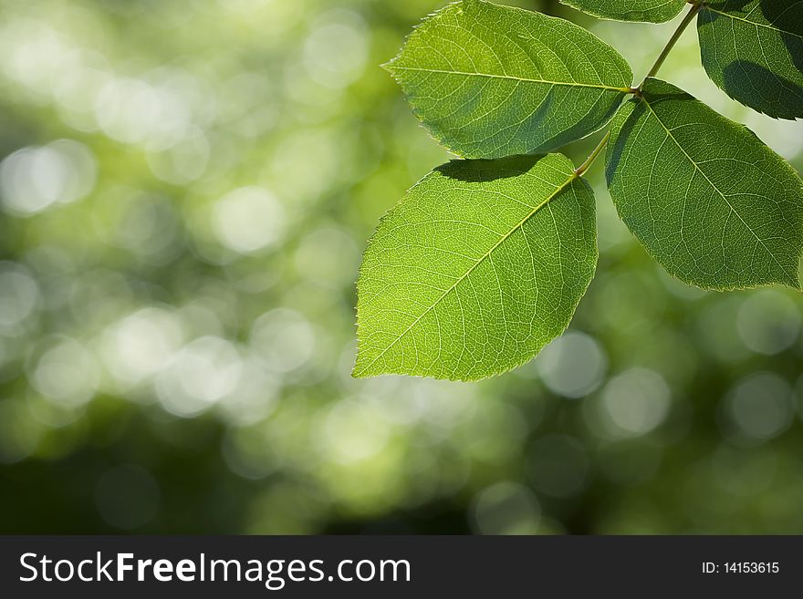 Detailed leaff veins on green background. Detailed leaff veins on green background