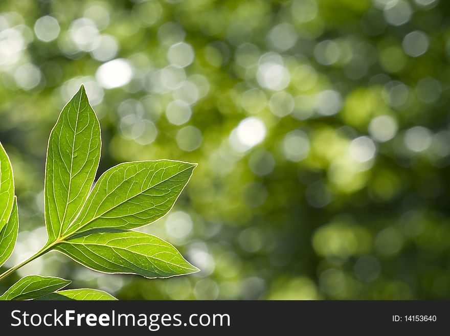 Beautiful green leaves on green and white background. Beautiful green leaves on green and white background