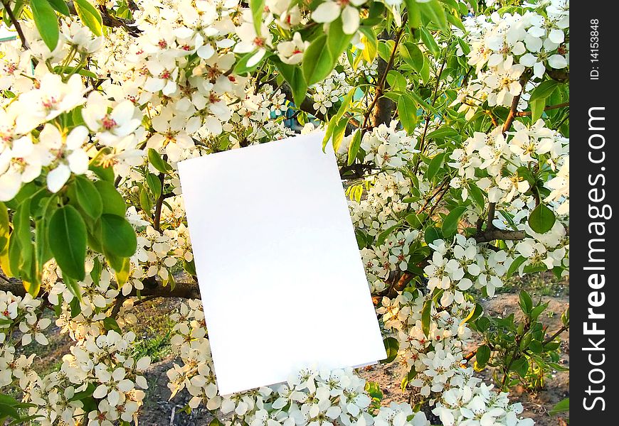 Card against flowers of a wild pear in spring