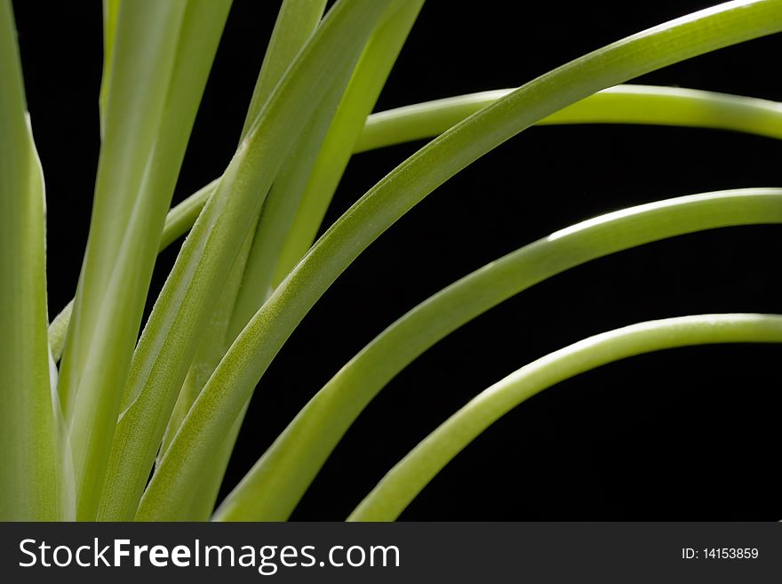 Close up of plant stems