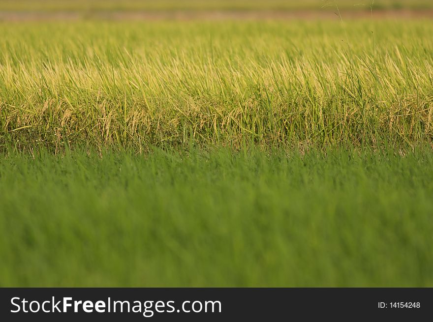 A different tone of  farmed rice regarding to two different farming phases. A different tone of  farmed rice regarding to two different farming phases.