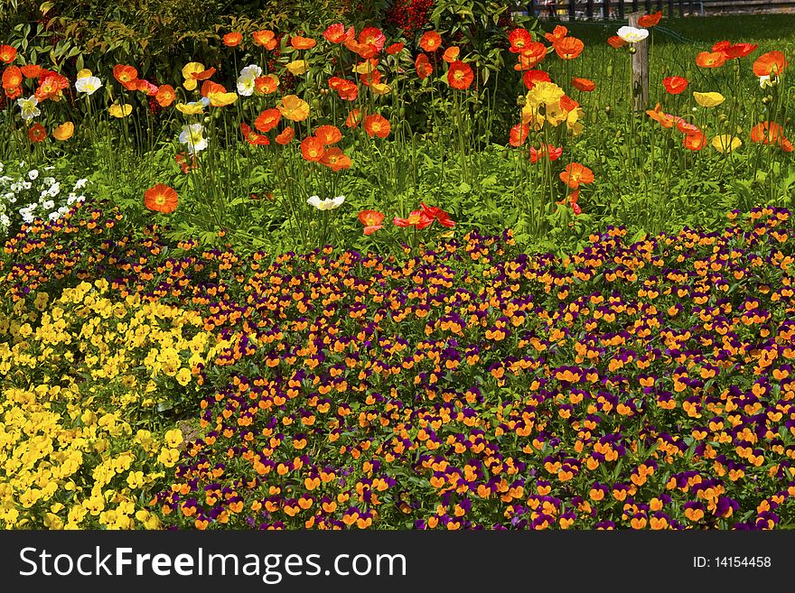 Flowerbed full of colorful flowers