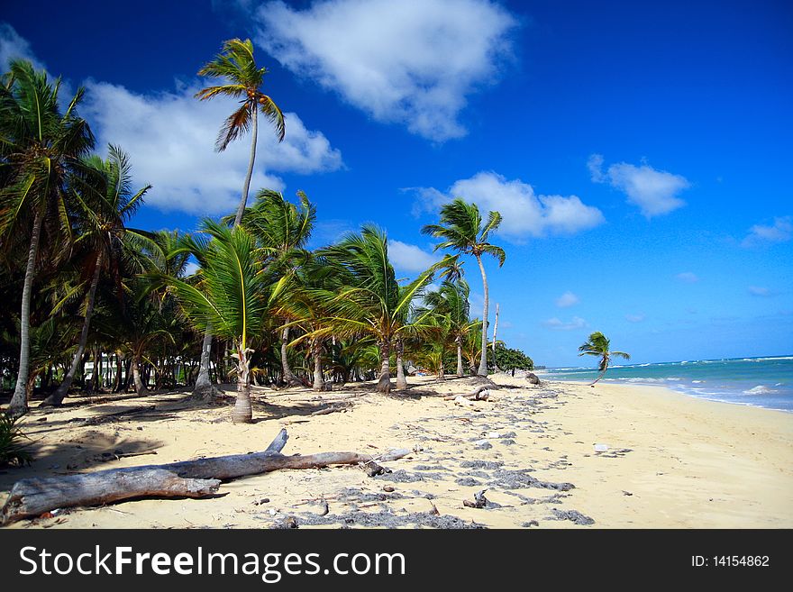 Palm forest on caribbean beach with white sand