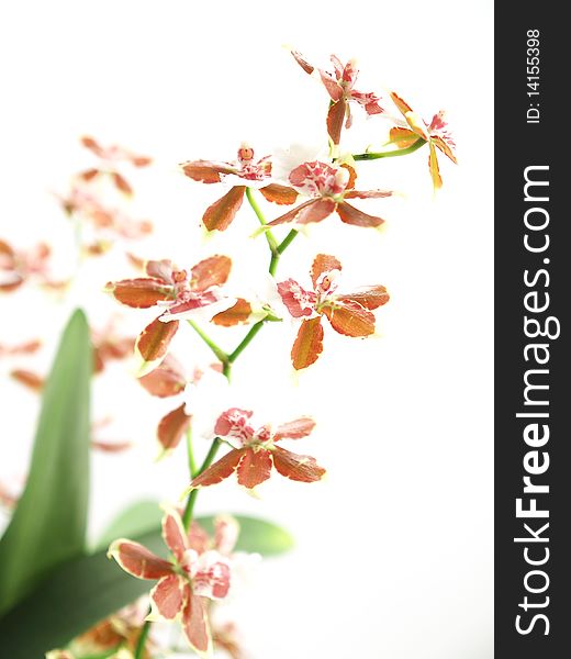 Blooming oncidium with litel flower on white backgound
