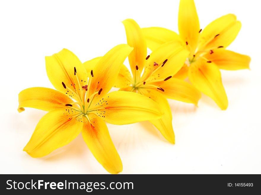 Yellow lilies on a white background
